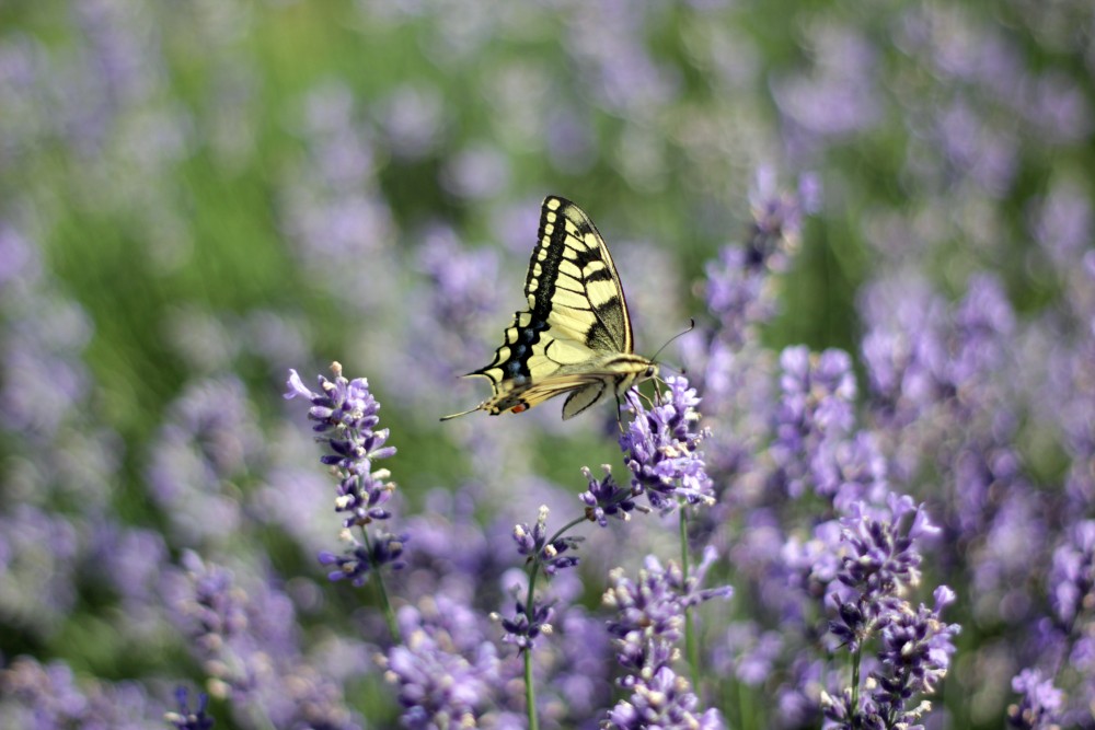 Make your own herbal garden
